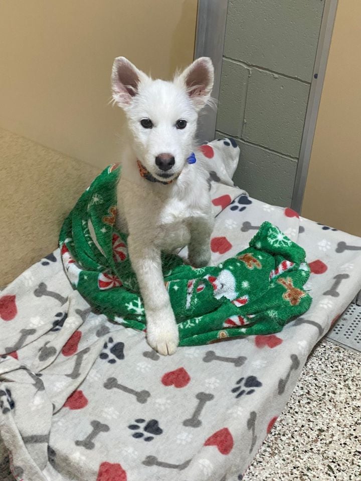 Camo Animal Rescue