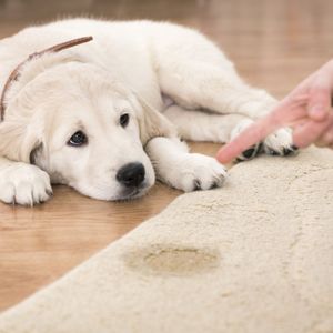 Fiber Pro Carpet Cleaning