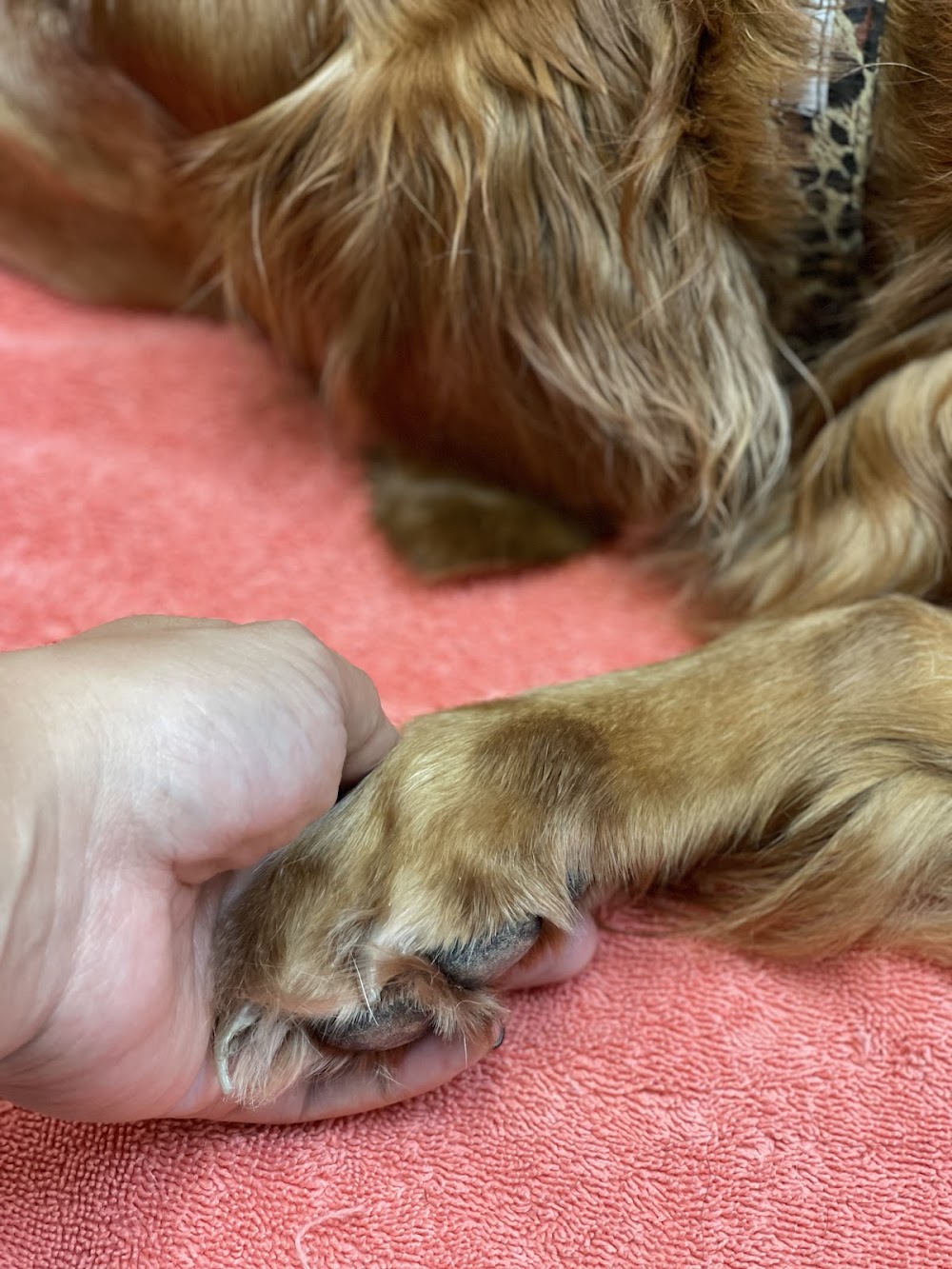 Friendship Animal Hospital