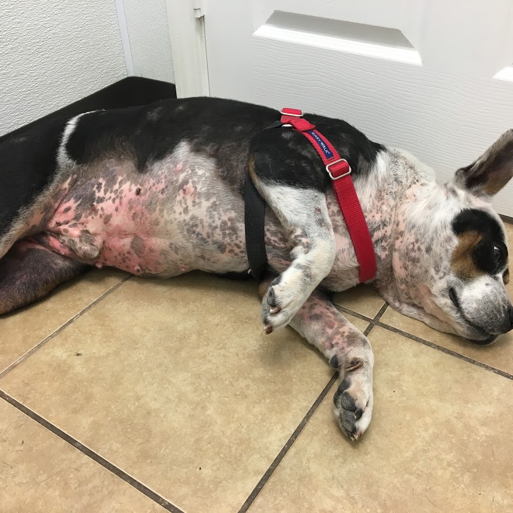 Houston Animal Hospital