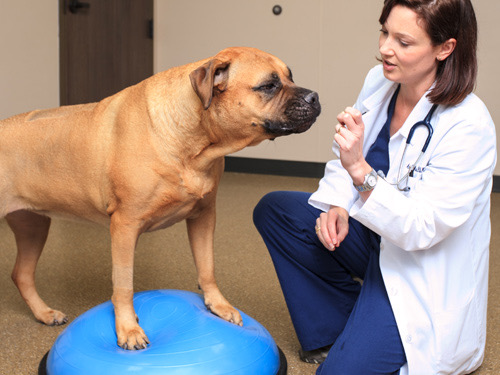 Lake Olympia Animal Hospital