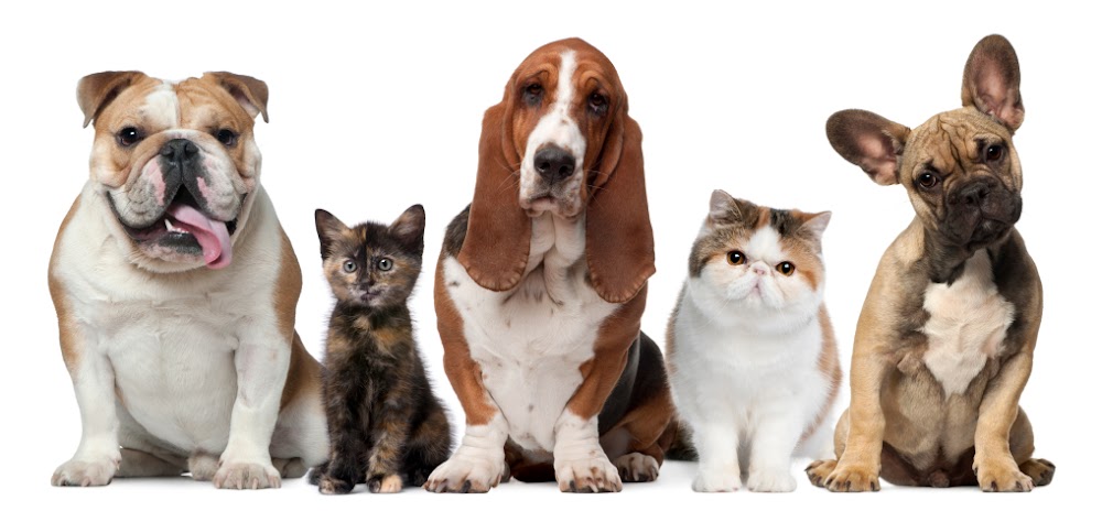 Lighthouse Veterinary Clinic