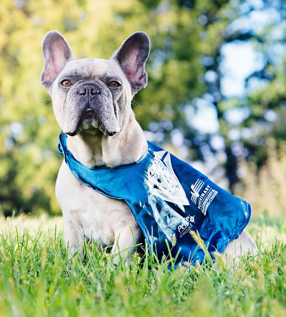PetCure Oncology at Sugar Land Veterinary Specialists